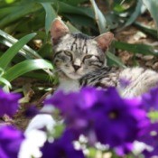 Grey tabby cat laying in outdoor flower bed.