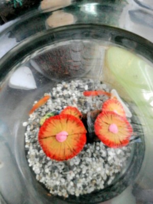 orange fish in glass bowl