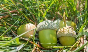 Pile of green acorns in grass