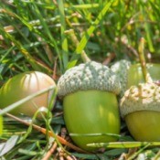 Pile of green acorns in grass