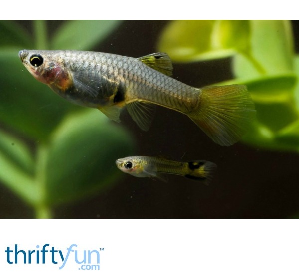 Caring for a Baby Fish ThriftyFun