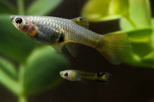 Adult and juvenile guppy with aquatic plants against black background