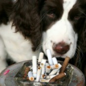 Dog curled up behind an ashtray full of cigarette butts.