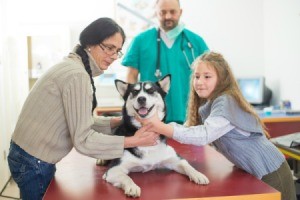 Mother and daughter comforting a young smiling husky as vet looks on