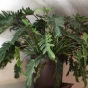 large medium green lobe leafed plant