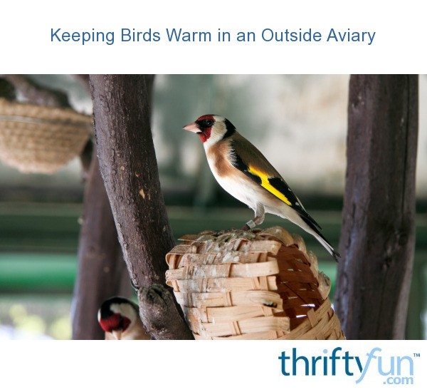 Keeping Birds Warm in an Outside Aviary? ThriftyFun