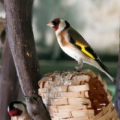 Golden Finch perched on a nesting basket in branches.