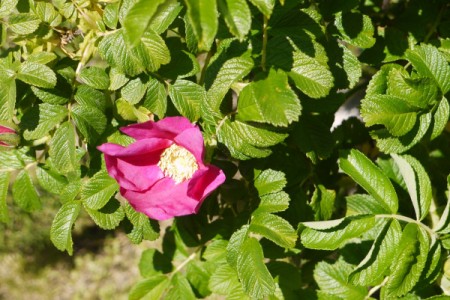 pink Rosa Rugosa