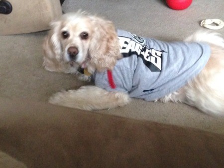 dog wearing a sweater