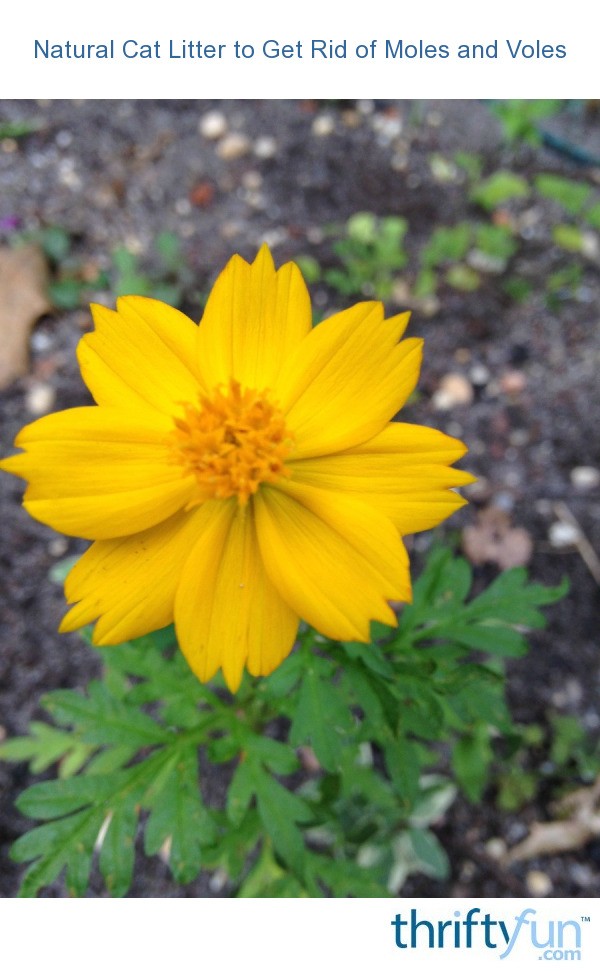 Natural Cat Litter to Get Rid of Moles and Voles ThriftyFun