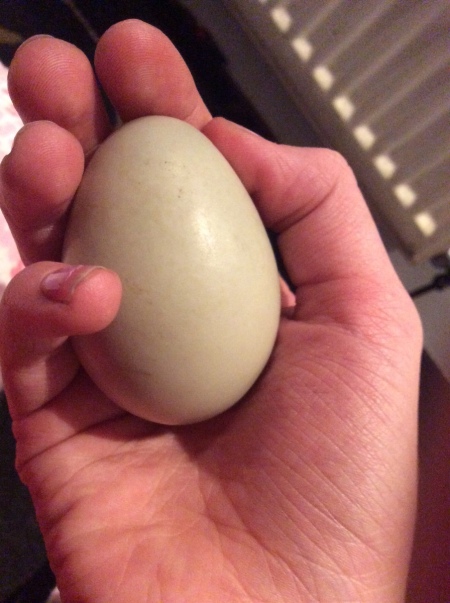 Duck Egg