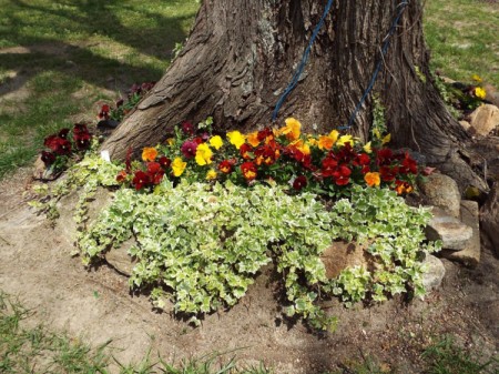 pansies at base of tree