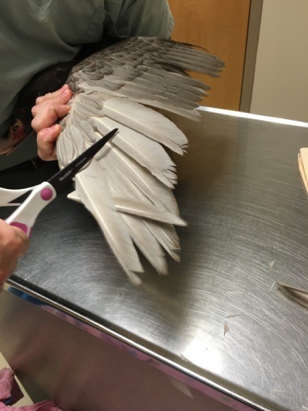 Clipping a Duck's Wings