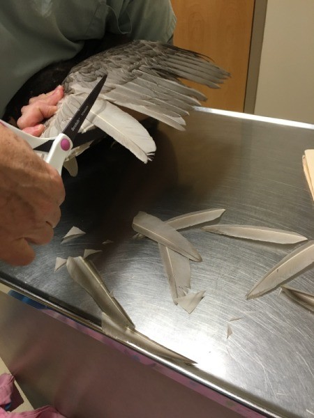 Clipping a Duck's Wings