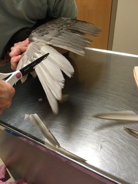 Clipping a Duck's Wings