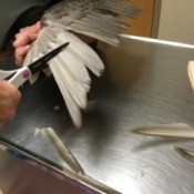 Clipping a Duck's Wings