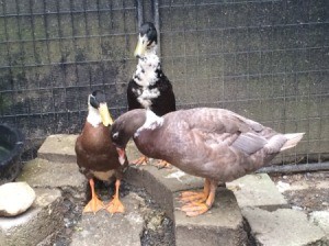 Clipping a Duck's Wings