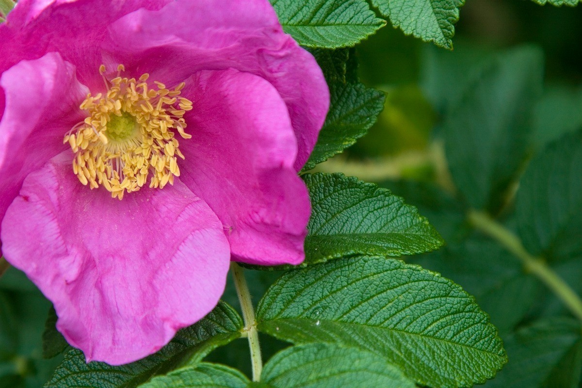 Rosa rugosa фото