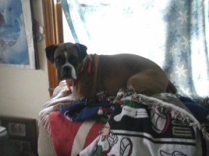 Boxer lying on blanket