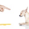 Finger pointing at Chihuahua laying next to a puddle of urine against a white background
