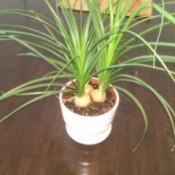grassy plant with exposed round bulblike bases