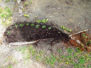 whale shaped garden area