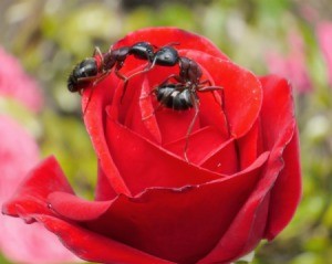 Two garden ants on red rose