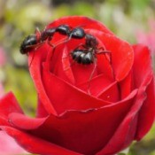 Two garden ants on red rose