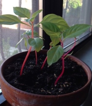young plants with dark red stems and medium green leaves