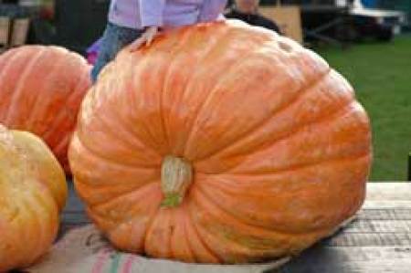 giant pumpkin