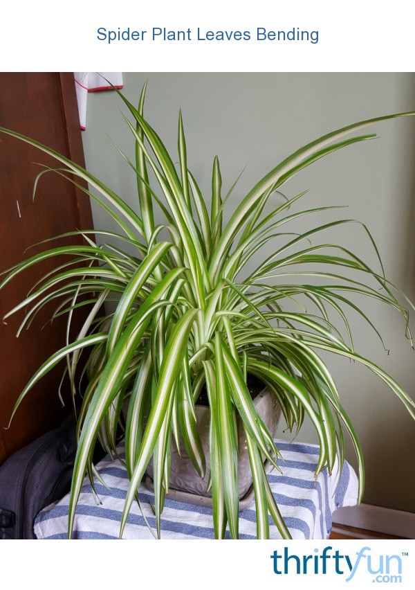 Spider Plant Leaves Bending ThriftyFun