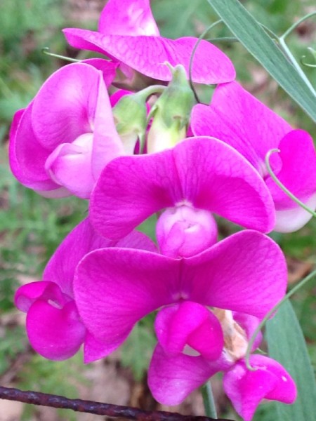 Wild Sweet Pea flowers