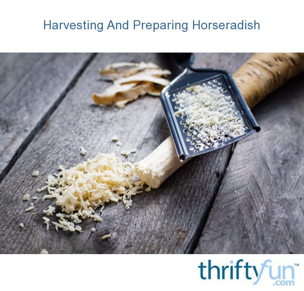 Harvesting And Preparing Horseradish ThriftyFun
