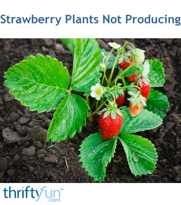 Strawberry Plants Not Producing ThriftyFun