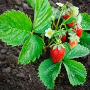 Strawberry plant in dirt
