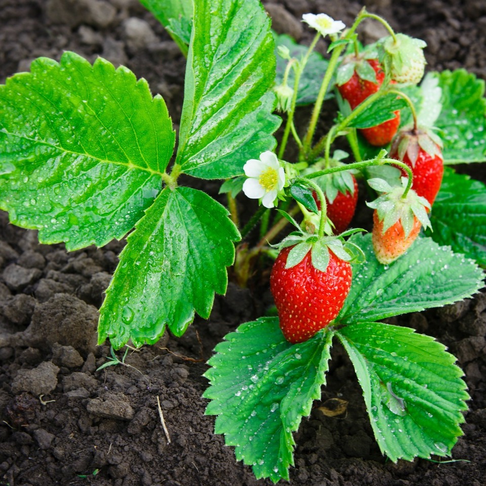 Strawberry Plants Not Producing ThriftyFun