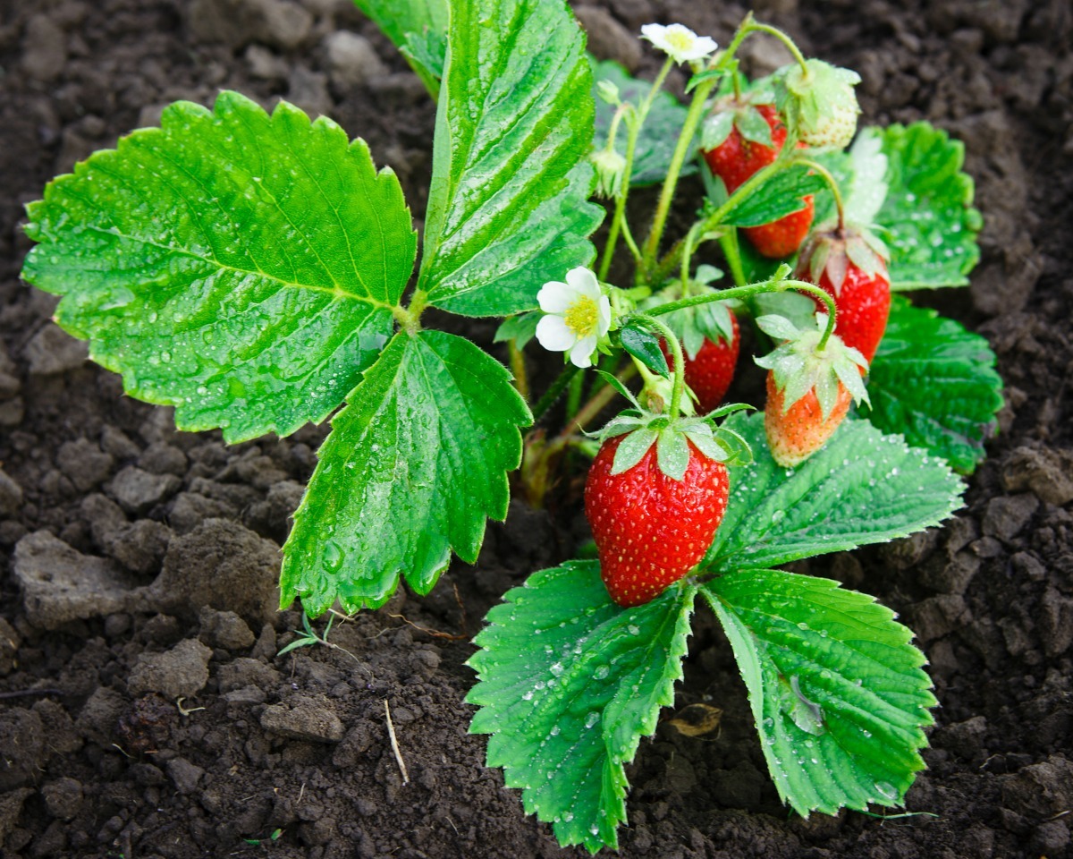 Strawberry  Plants  Not Producing ThriftyFun