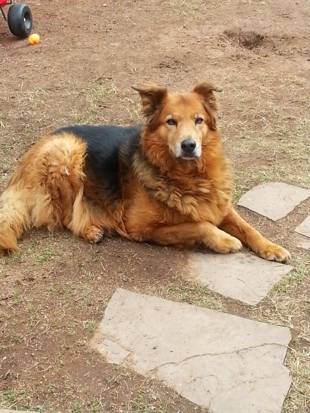 Penny lying down outside