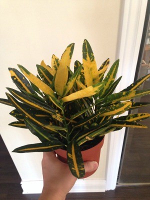plant with dark green and yellow foliage
