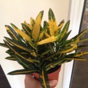 plant with dark green and yellow foliage