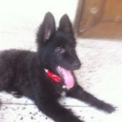 What Breed Is My Dog?