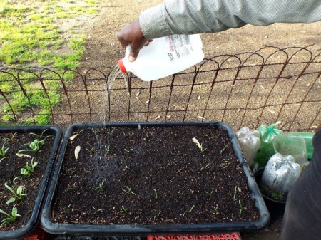 person watering seedlings