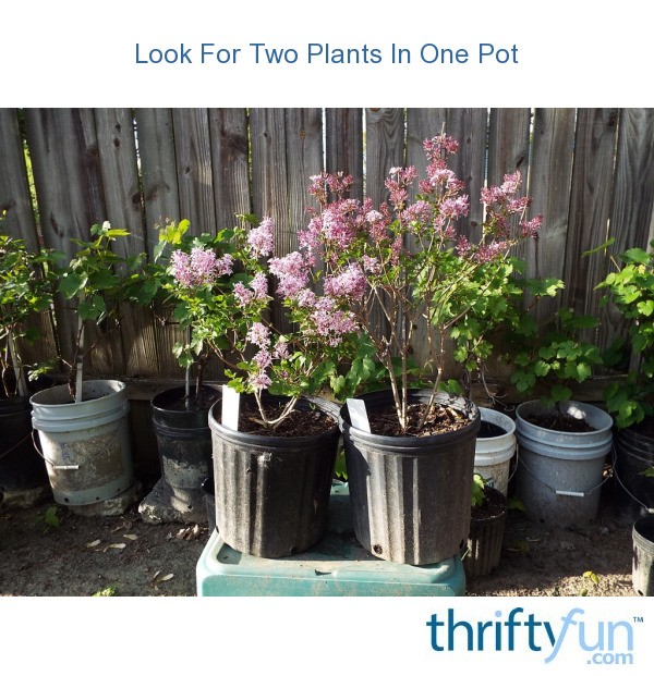 Look For Two Plants In One Pot ThriftyFun