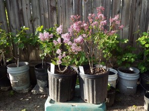 Korean lilacs