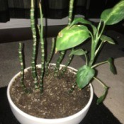 What Is This Houseplant?