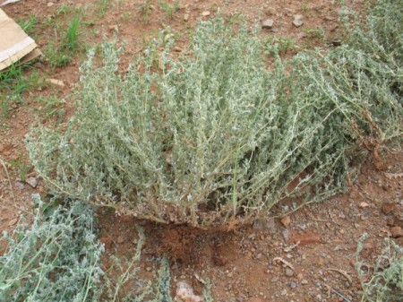 Killing Weeds in Rocks