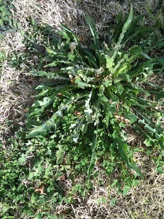 Killing Weeds in Rocks