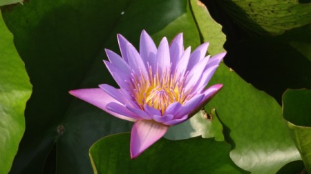 purple lotus flower