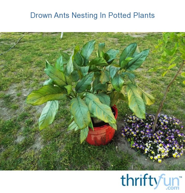 Drown Ants Nesting In Potted Plants ThriftyFun