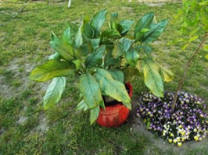 Drown Ants Nesting In Potted Plants